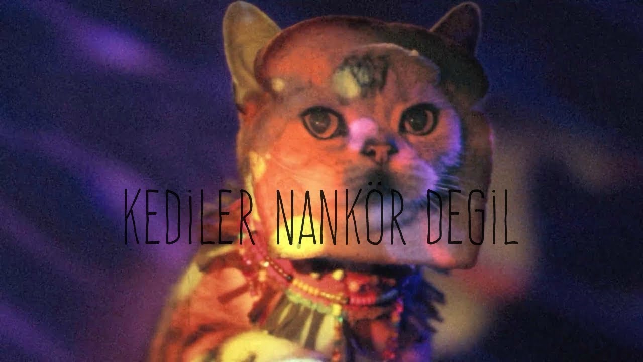 Anıl Emre Daldal Kediler Nankör Değil