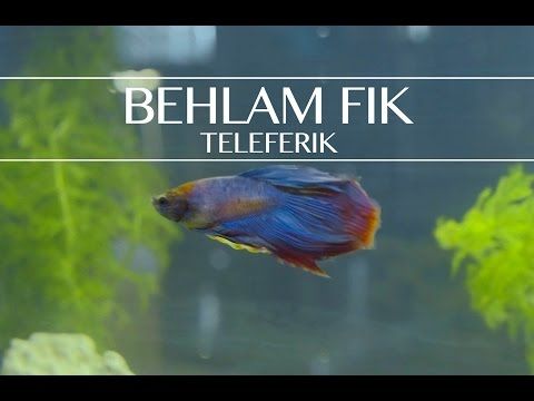 Teleferik Behlam Fik